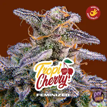 Tropicherry feminizirane...