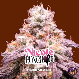 Semillas Feminizadas Nicole...