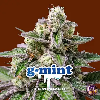Женские семена GMint – BSF...