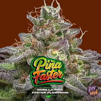 Semillas Gorilla Piña...