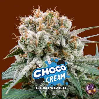 Graines de Choco Cream...