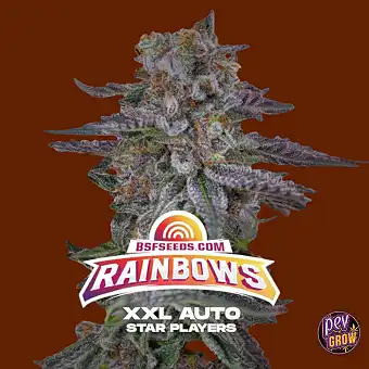 Auto Rainbows XXL-frön –...