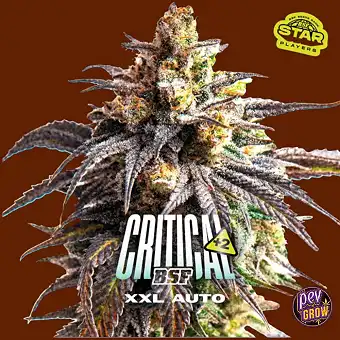 Nasiona Auto Critical +2...