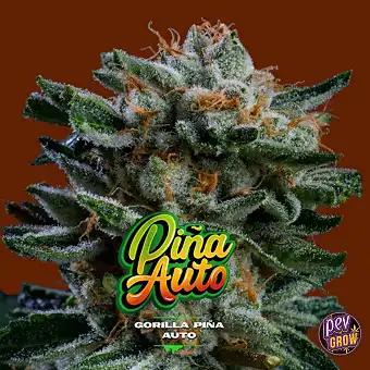 Auto Gorilla Piña XXL Zaden...
