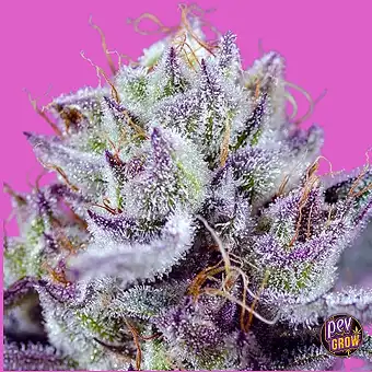 Semillas Diablos Delight XL...