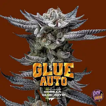 Auto Gorilla Glue...