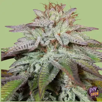 Auto L.A. Vanilla Cake-frön...