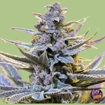 Cookielato-feminiserade...