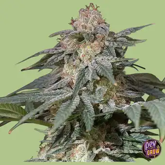 Lemon Tree Fast Samen –...