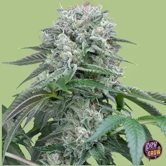 Starfire OG Feminiserade...