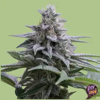 Zkittlez 2.0 Gefeminiseerde...