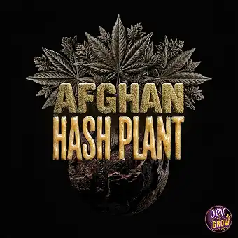 Auto Afghan Hash Plant –...