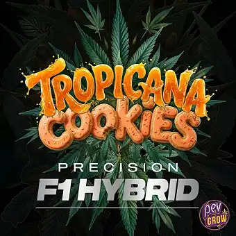 Auto Tropicana Cookies –...