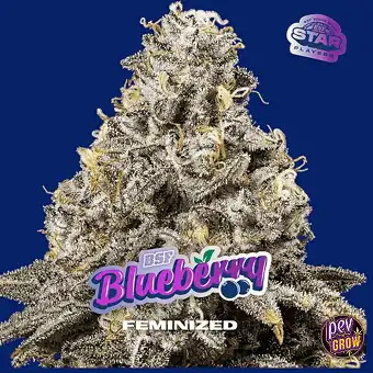 Blueberry Feminizada...