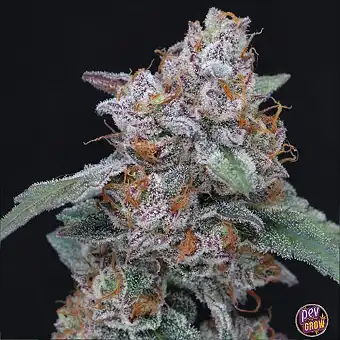 Auto Sherbacio OG Magvak –...