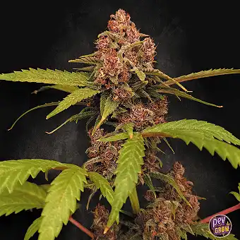 Auto Banana Purple-frön –...