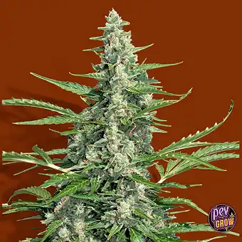 Pandora Autoflowering Seeds...