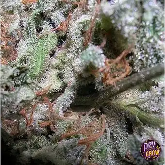 Indica Txapeldunen...