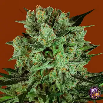 Sementes Durga Mata II CBD...