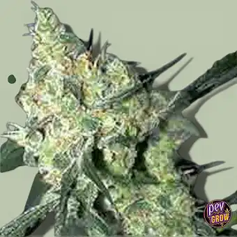 Auto White Russian-frön –...