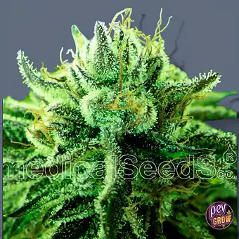 Canadian Kush 2.0...