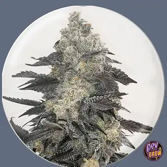 Σπόροι Pink Sherbert...