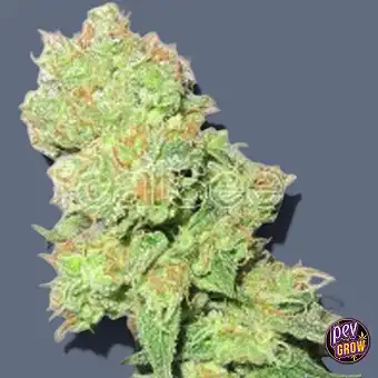 Y Griega CBD Féminisées –...