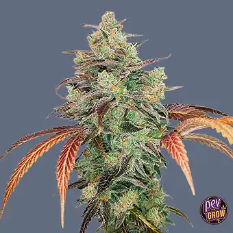 Y Griega CBD 2.0-frø –...