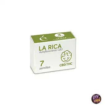 Auto La Rica CBD-frön –...