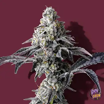 Lemon Cherry Gelato x...
