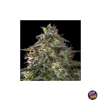 Auto Blueberry Cheesecake...