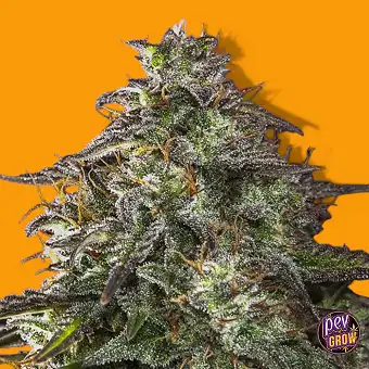 Auto Blueberry Cheesecake...