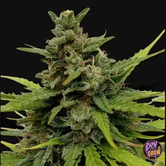 Авто NL X-Line Seeds –...