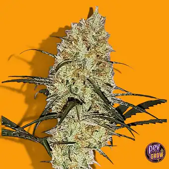 Grape Amnesia feminiserte...