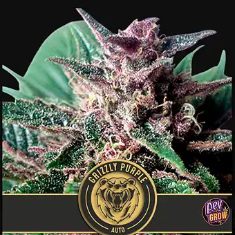 Nasiona Auto Grizzly Purple...