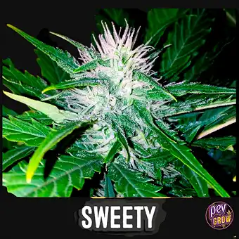 Semi Auto Sweety – Blimburn...