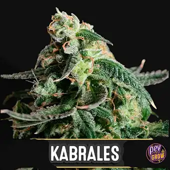 Semillas Auto Kabrales –...
