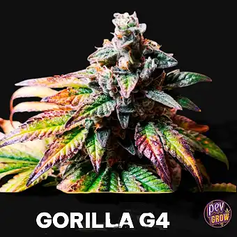 Семена Auto Gorilla G4 –...
