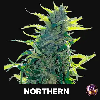 Auto Northern autoflower...