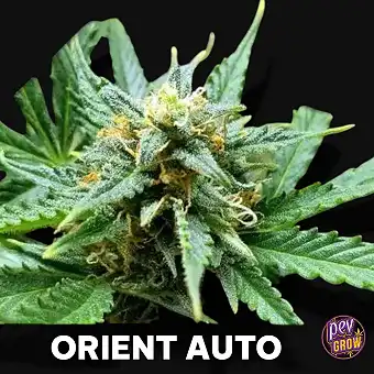 Automatic Orient Blimburn...