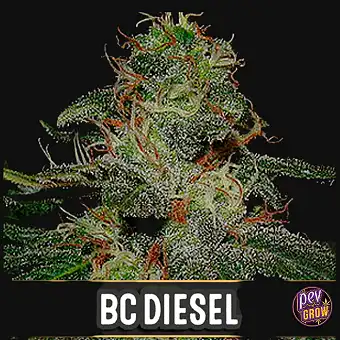 Semi femminizzati BC Diesel...