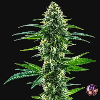 Khalifa Kush Gefeminiseerde...