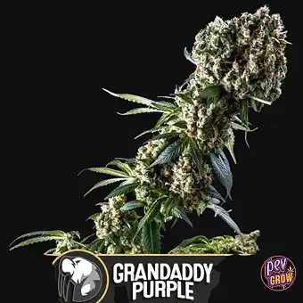 Semi Femminizzati Grandaddy...
