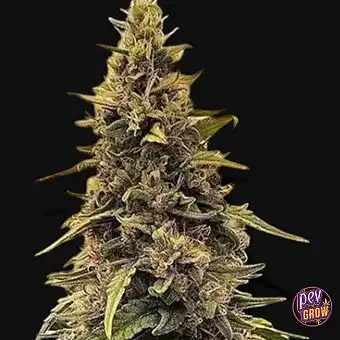 Silver Surfer Haze...