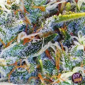 White Widow feminiserte frø...