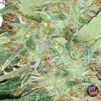 Big Bud feminisierte Samen...
