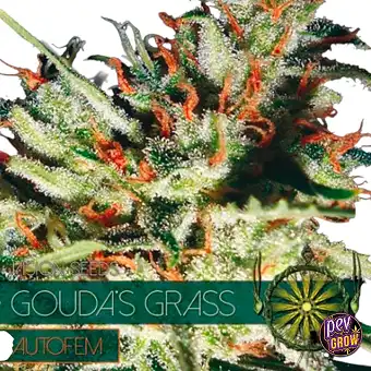 Auto Gouda's Grass semena –...