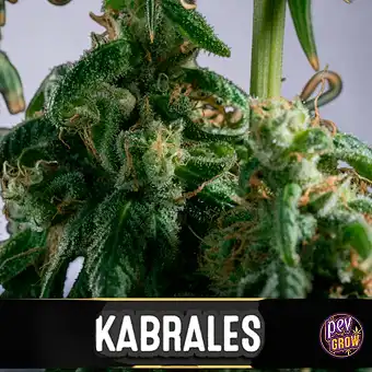 Semillas Auto Kabrales –...