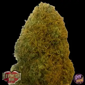 Champions Cheese Feminized...