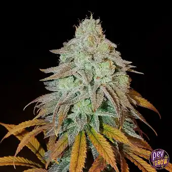 Semillas RM Confidential...